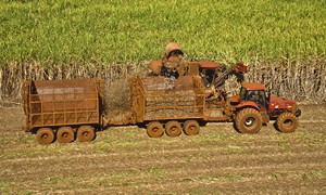 Zuckerrohrernte in Brasilien: Der Rohstoff für die Braskem-Polymere.