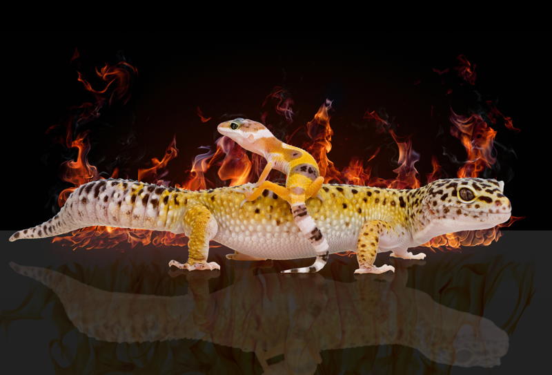 Die Polyurethan-basierte Farbserie Gecko Platinum für den Laminationsflexodruck, die sich unter anderem für anspruchsvolle Anwendungen wie Sterilisation eignet.