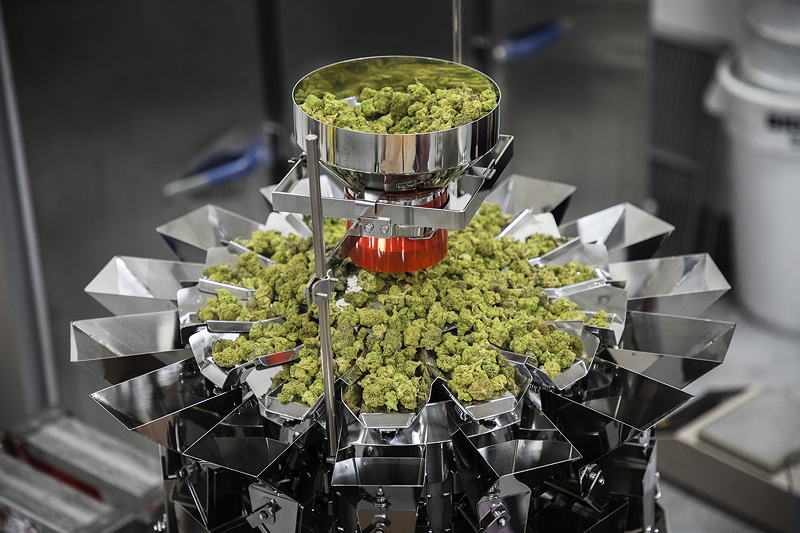 Die Mehrkopfwaage CCW-RV-214-05 bietet Geschwindigkeit und Präzision bei der Verarbeitung von medizinischem Cannabis.